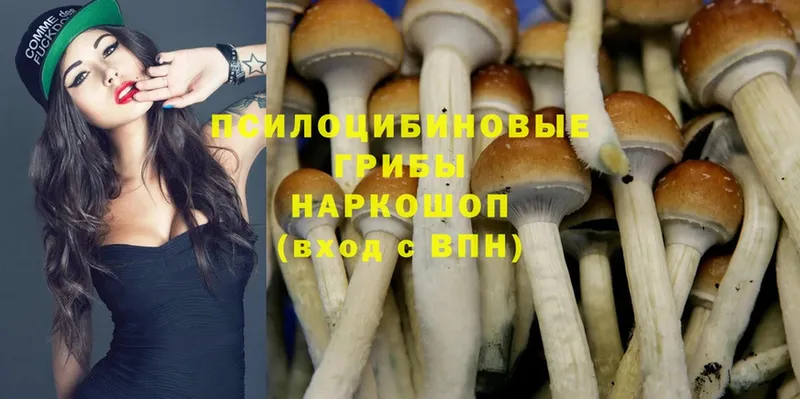 хочу наркоту  Петропавловск-Камчатский  Галлюциногенные грибы Magic Shrooms 